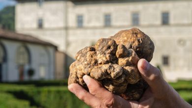 Torna il Salone Nazionale del tartufo bianco per tre weekend a Città di Castello 9 Torna il Salone Nazionale del tartufo bianco per tre weekend a Città di Castello 8